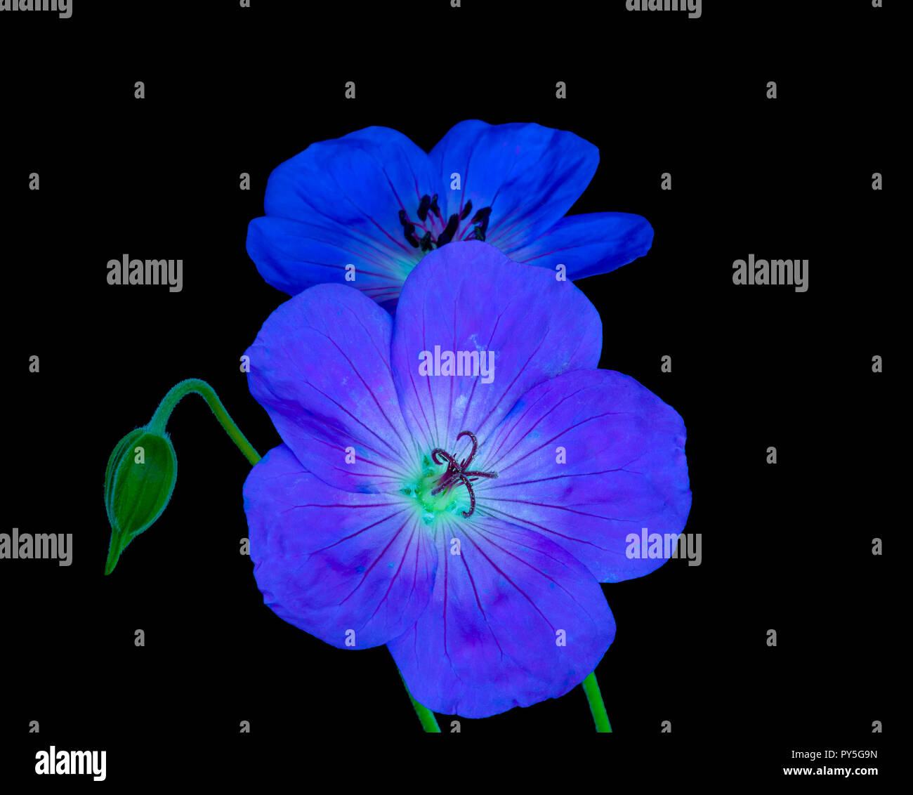 Fine art floral couleur vie toujours libre d'une paire de néons lumineux isolé bleu violet grand ouvert, hommes et femmes en fleurs geranium géranium sanguin/fleurs Banque D'Images