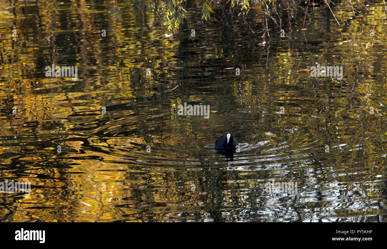 Londres, Grande-Bretagne. Le 25 octobre 2018. Couleurs d'automne se reflètent dans l'un des lacs de Regents Park, au centre de Londres, Grande-Bretagne. Crédit : John Voos, TSL/Alamy Live News Banque D'Images