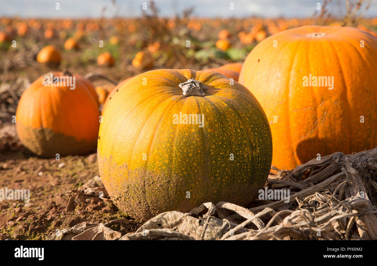 Kidderminster, UK. 26 octobre, 2018. Météo France : belle couleur lumineuse citrouilles dans le champ d'un fermier profiter du beau temps glorieux. Tandis que les conditions humides sont mis à tisser, ces citrouilles seront les dernières à être recueillis et distribués avant d'être transformé en hantise visages pour la période d'Halloween. Credit : Lee Hudson/Alamy Live News Banque D'Images