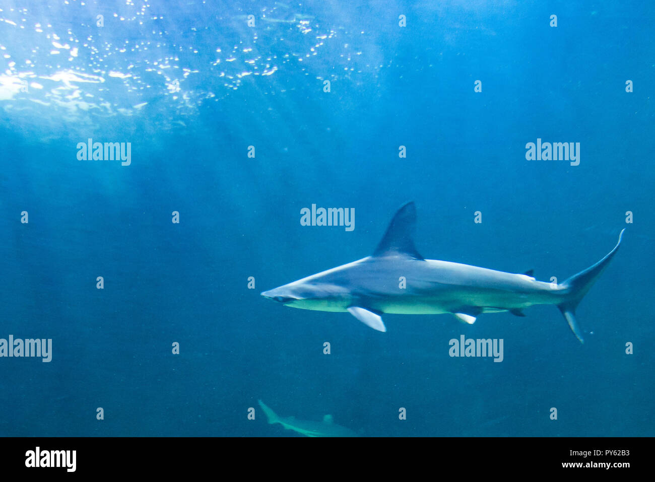 Tête marteau croisière Requins Banque D'Images