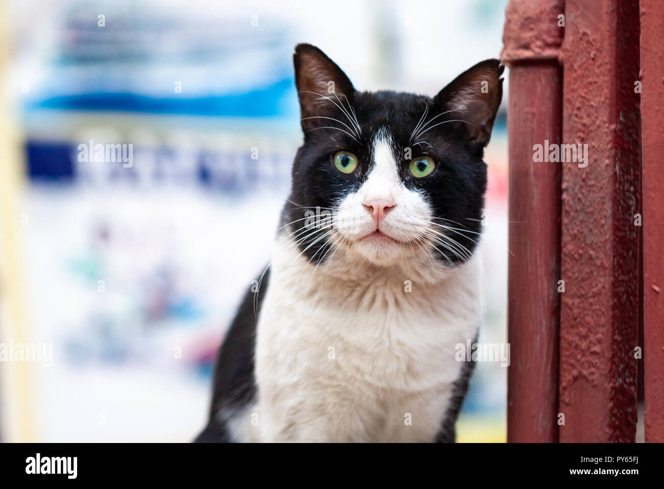 Un noir et blanc portrait cat street Banque D'Images