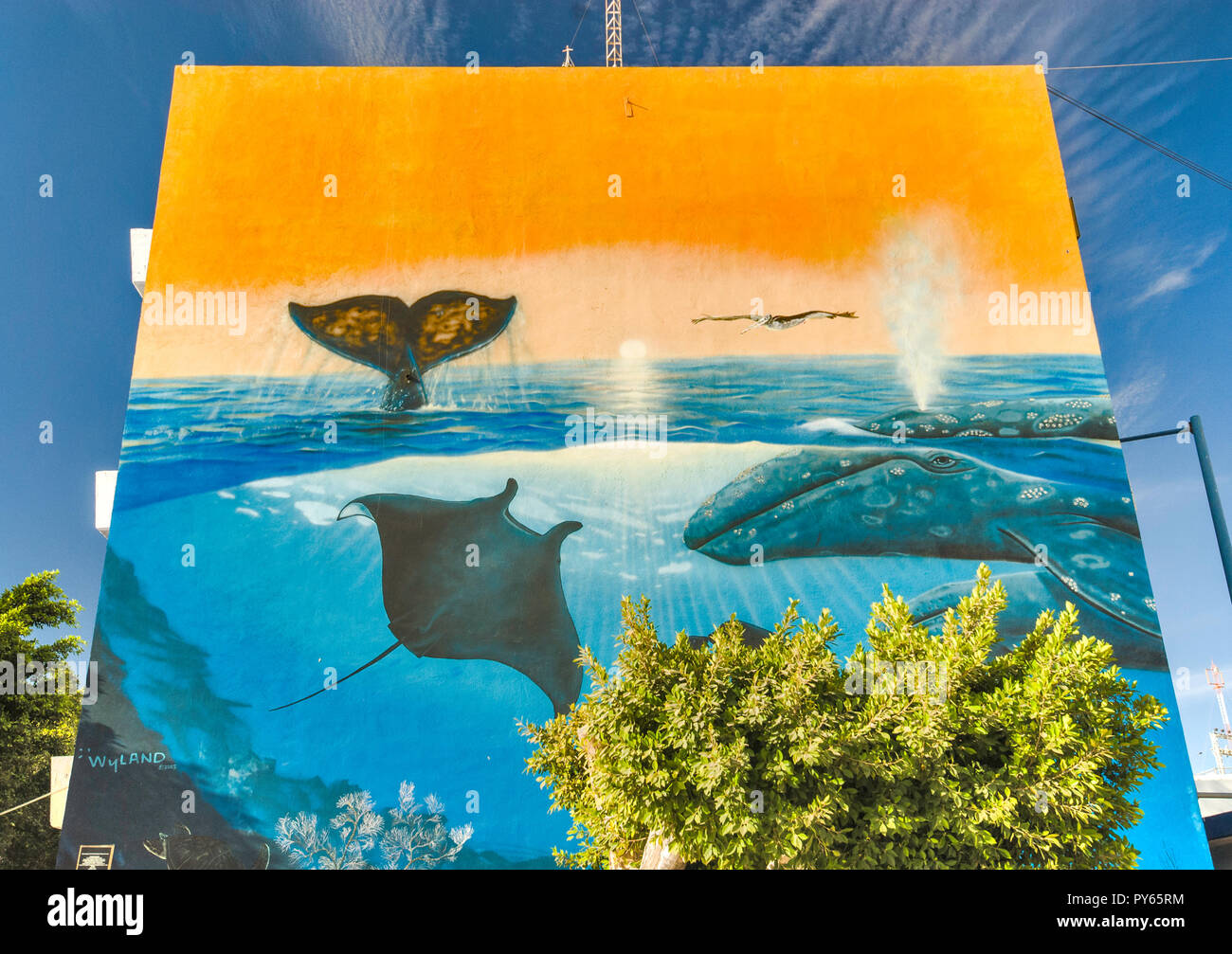 Fresque de la mer de Cortez à l'édifice par Michael Wyland, promenade de Malecon à la Paz, Baja California sur, Mexique Banque D'Images