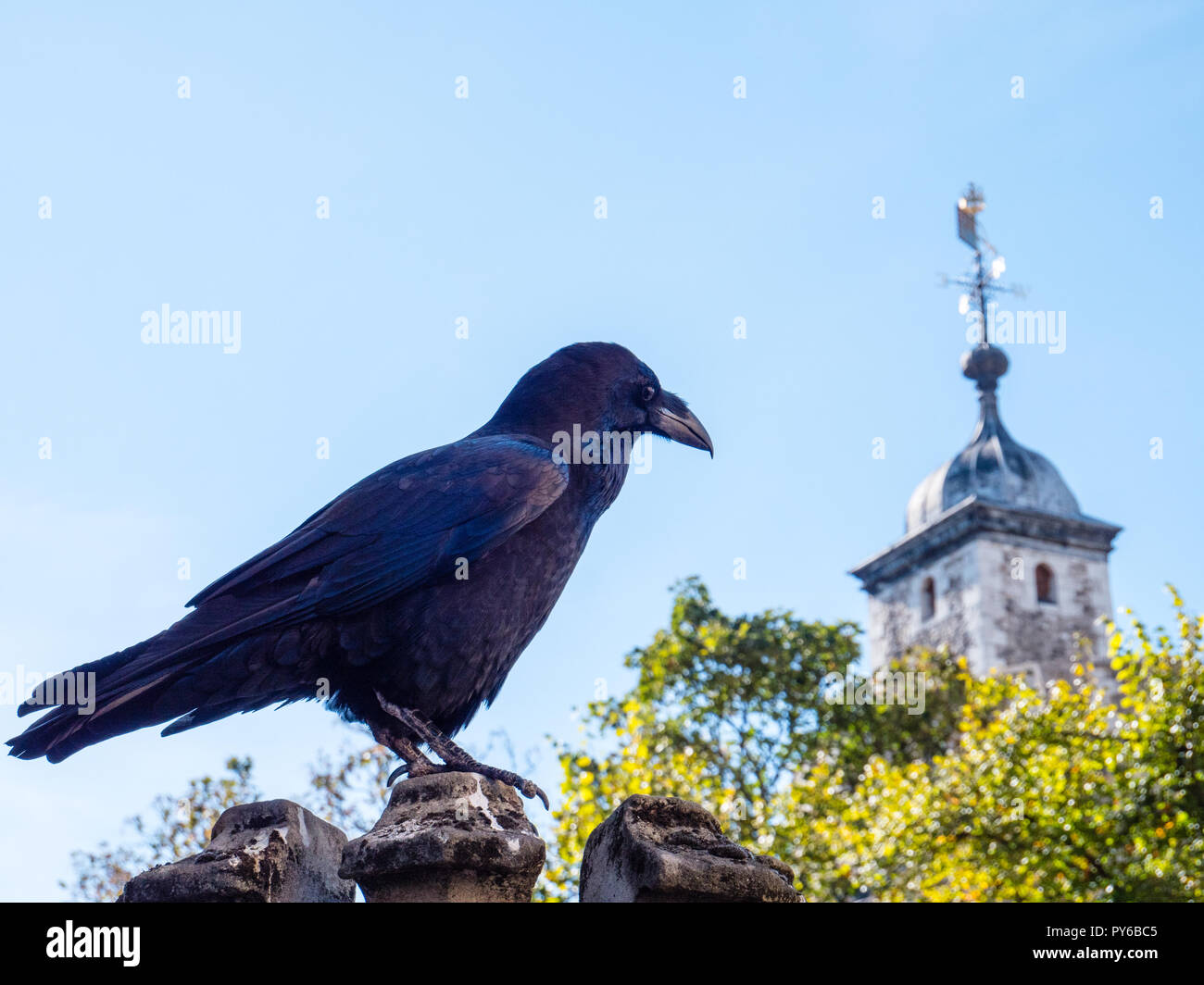 Les corbeaux de la Tour de Londres, (ne doit pas quitter ou tour tombera}La Tour de Londres, Londres, Angleterre, RU, FR. Banque D'Images