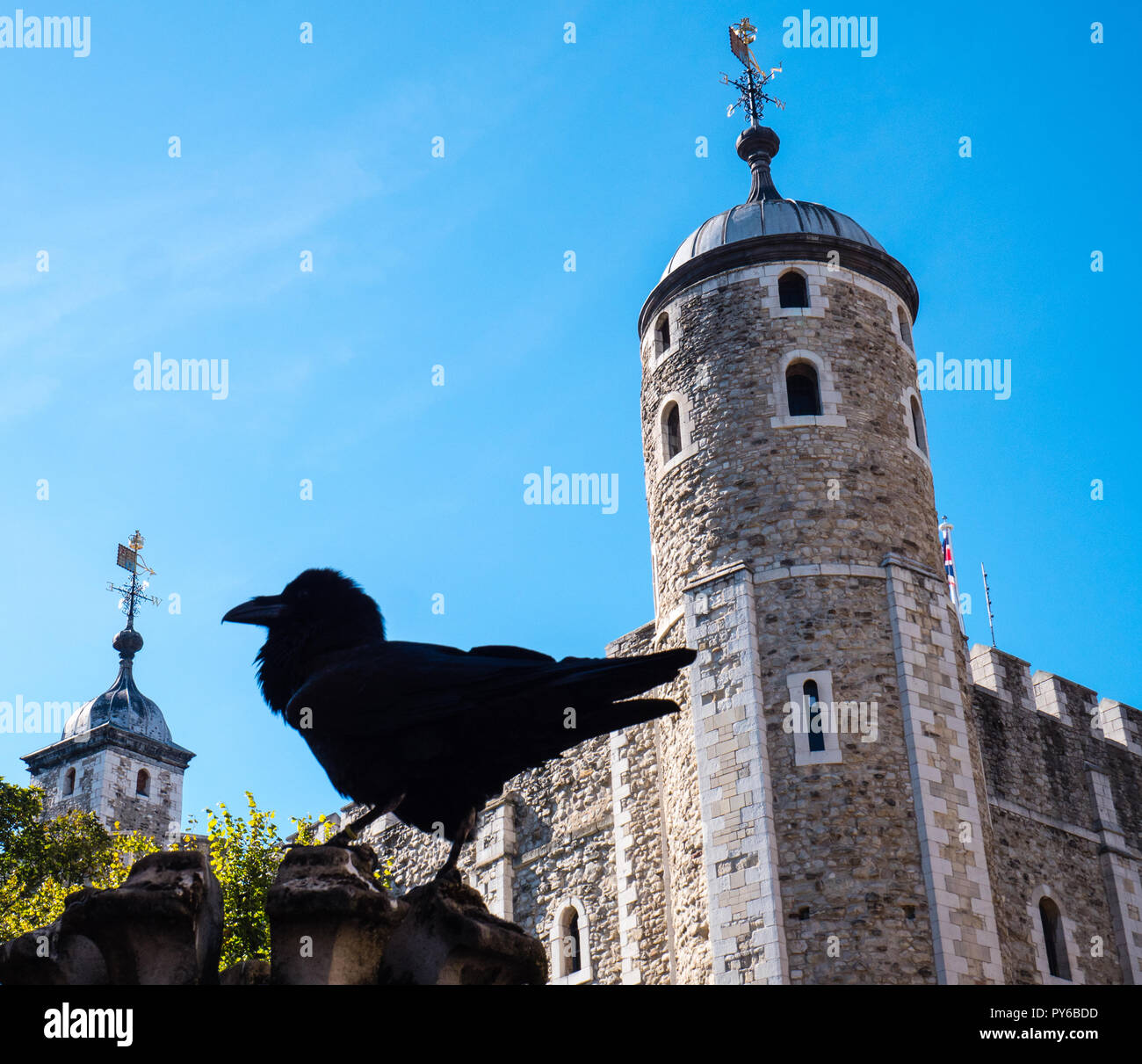 Les corbeaux de la Tour de Londres, (ne doit pas quitter ou tour tombera}La Tour de Londres, Londres, Angleterre, RU, FR. Banque D'Images