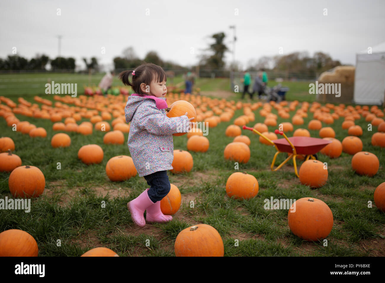 Toddler girl picking pumpkin in farm Banque D'Images