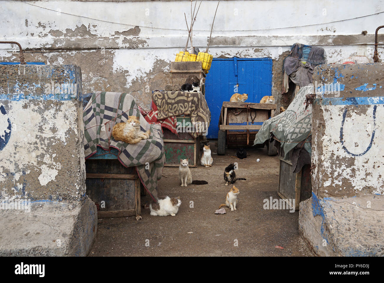Chats en face de cabines de pêcheurs, Essaouira, Maroc, Afrique Banque D'Images