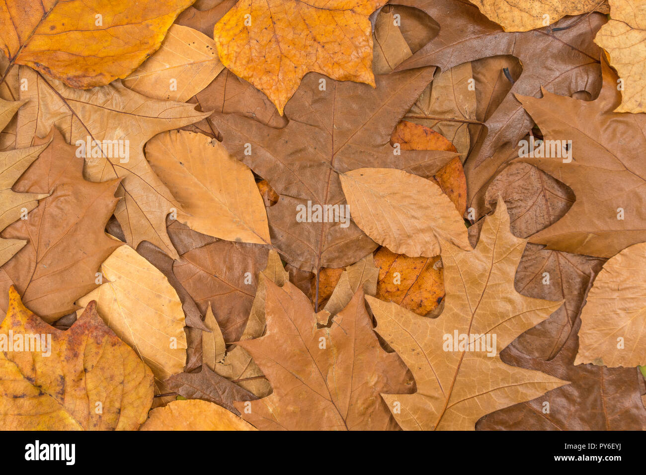 Or Orange feuilles automnales sur le terrain. Ans, métaphore de l'automne la fin de la saison, la fin de la vie, la retraite, l'automne, les feuilles mortes, la litière Banque D'Images