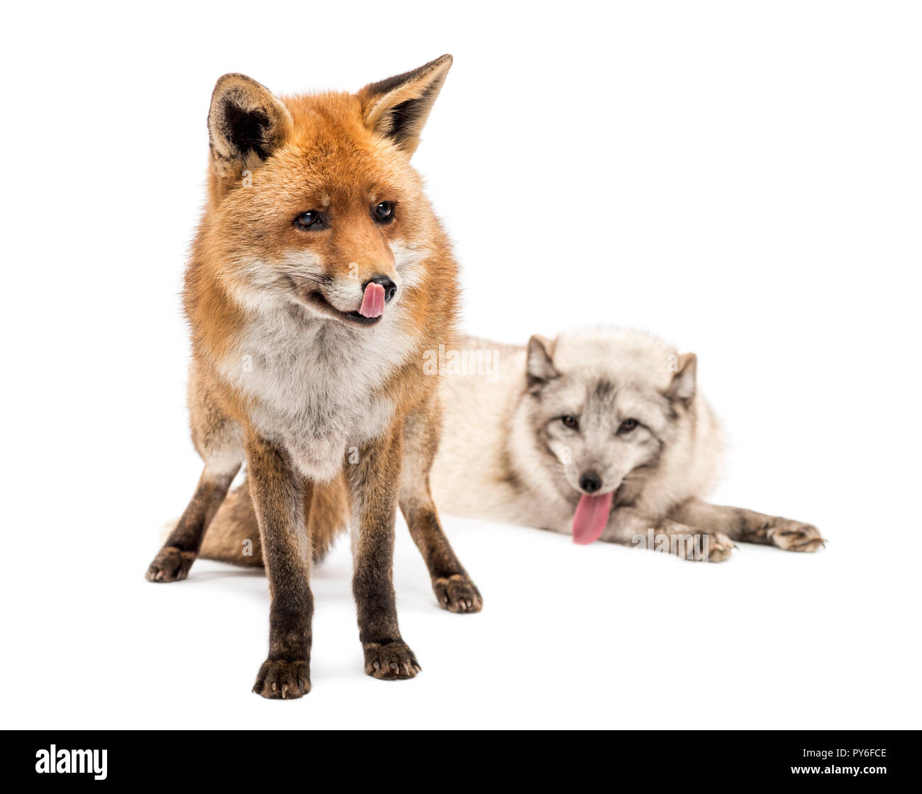 Le renard roux, Vulpes vulpes, debout et le renard arctique, Vulpes lagopus, mensonge, isolated on white Banque D'Images