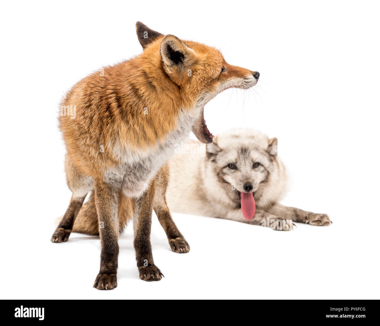 Le renard roux, Vulpes vulpes, le bâillement et le renard arctique, Vulpes lagopus, mensonge, isolated on white Banque D'Images