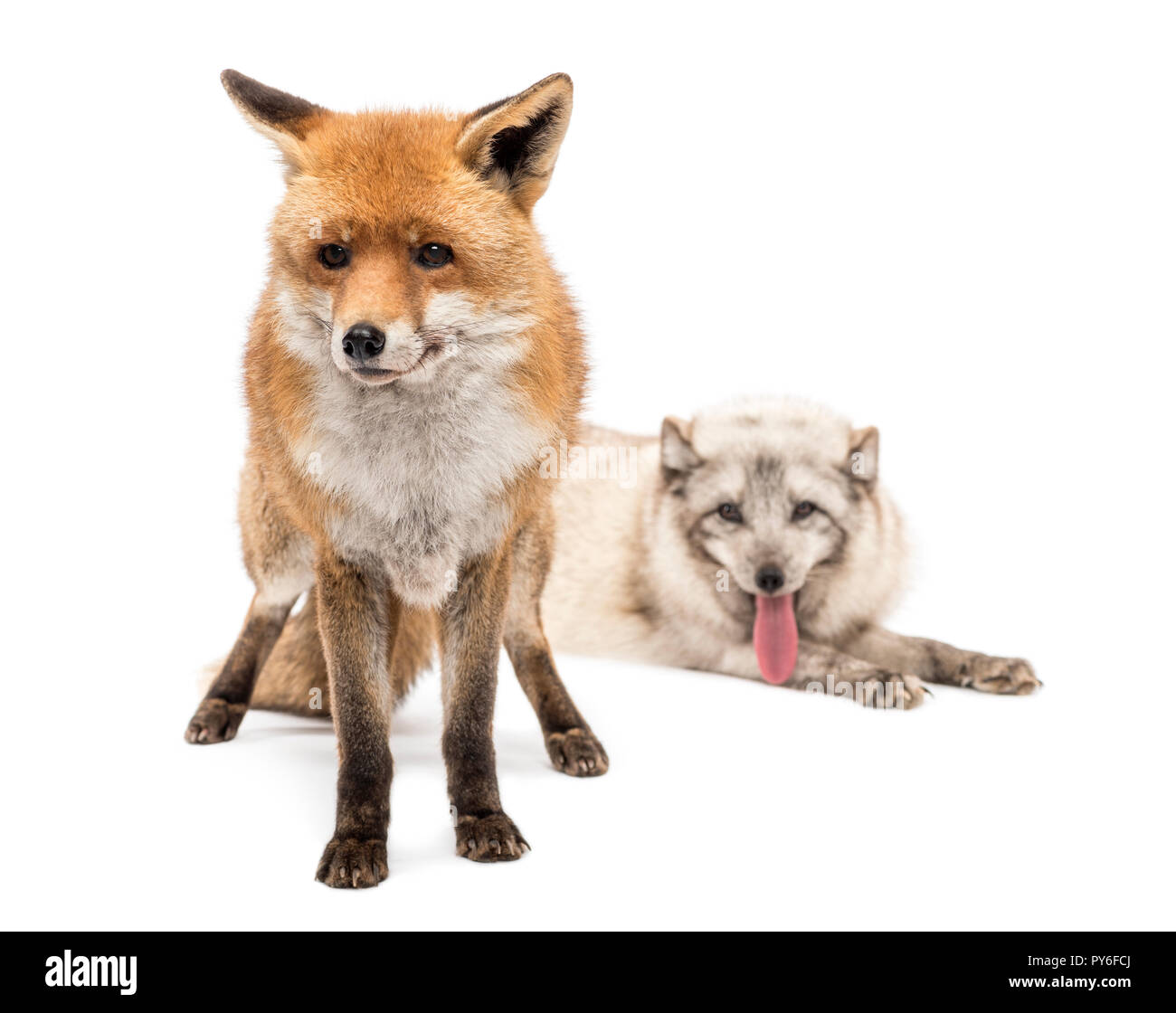 Le renard roux, Vulpes vulpes, debout et le renard arctique, Vulpes lagopus, mensonge, isolated on white Banque D'Images