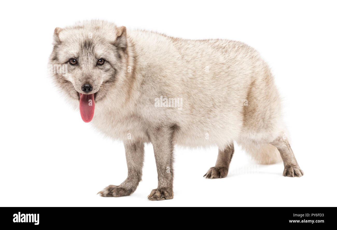Le renard arctique, Vulpes lagopus, également connu sous le nom de White Fox, renard polaire ou neige Fox, debout, haletant, isolated on white Banque D'Images