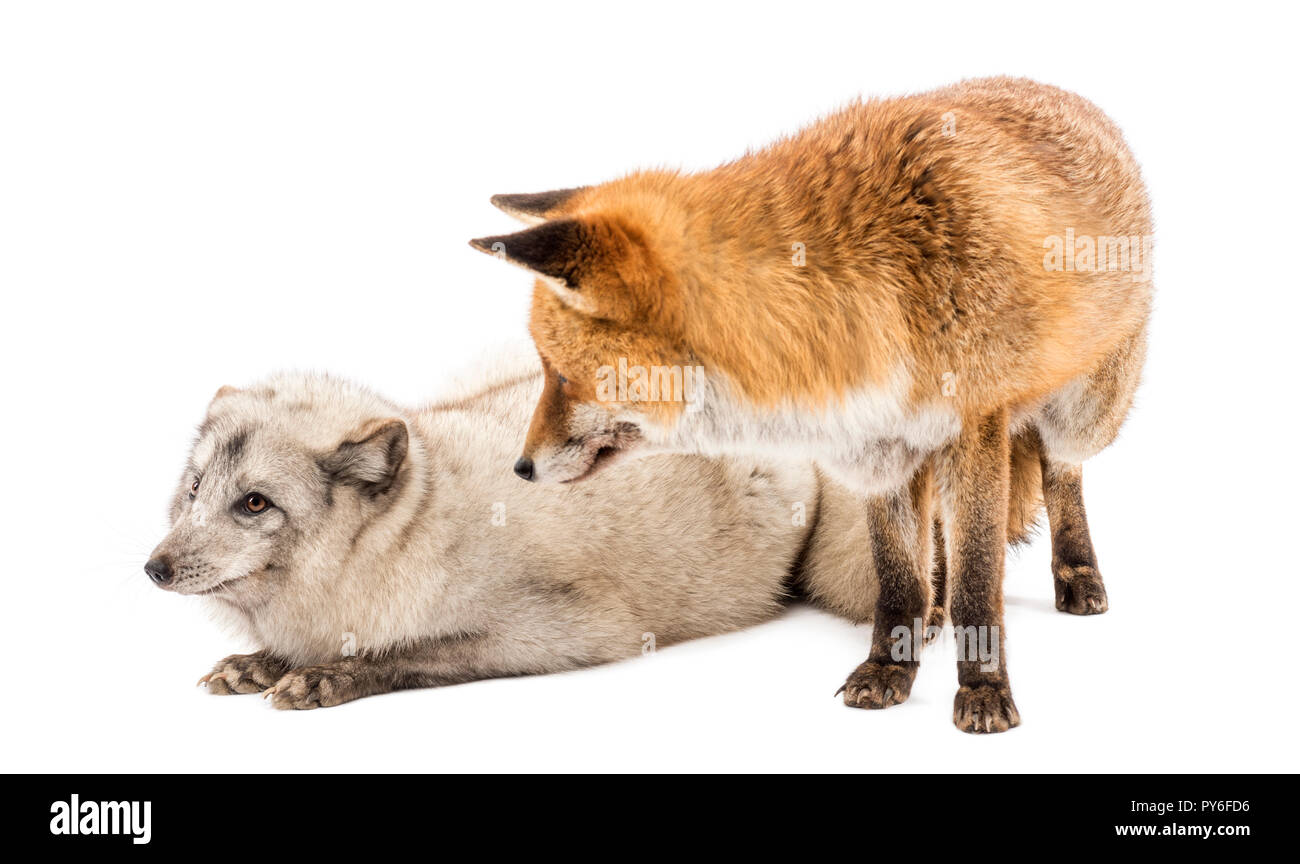 Le renard roux, Vulpes vulpes, debout et le renard arctique, Vulpes lagopus, mensonge, regarder, isolated on white Banque D'Images