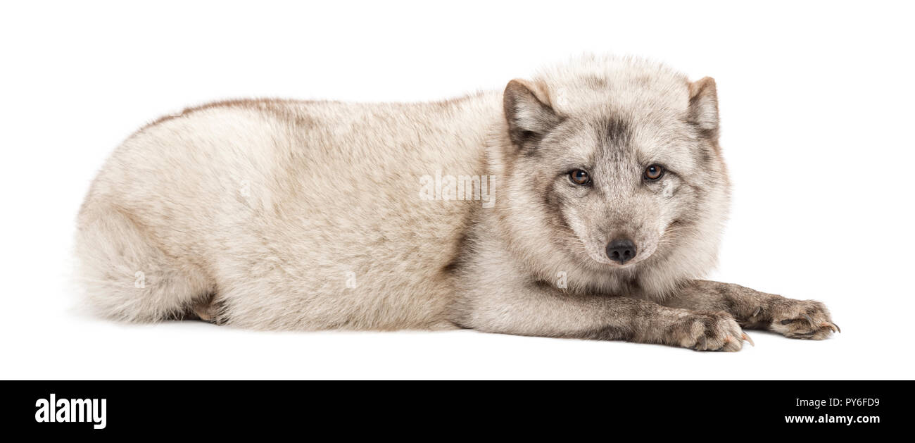 Le renard arctique, Vulpes lagopus, également connu sous le nom de White Fox, renard polaire ou neige fox, mensonge, isolated on white Banque D'Images