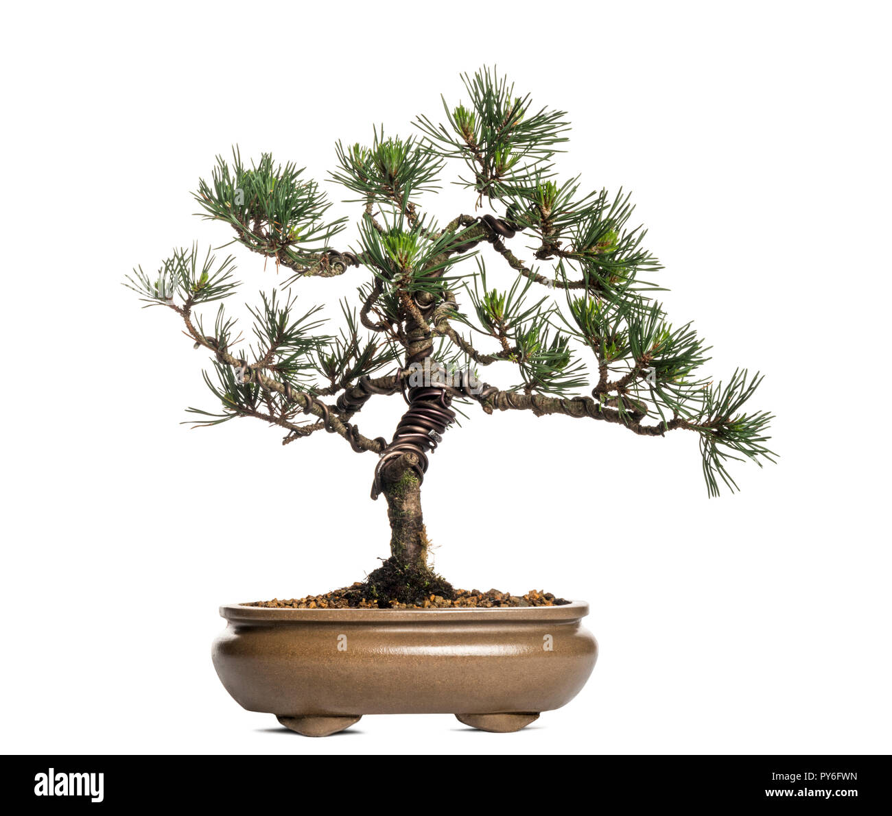 Bonsaï de pin sylvestre, Pinus sylvestris, isolated on white Banque D'Images
