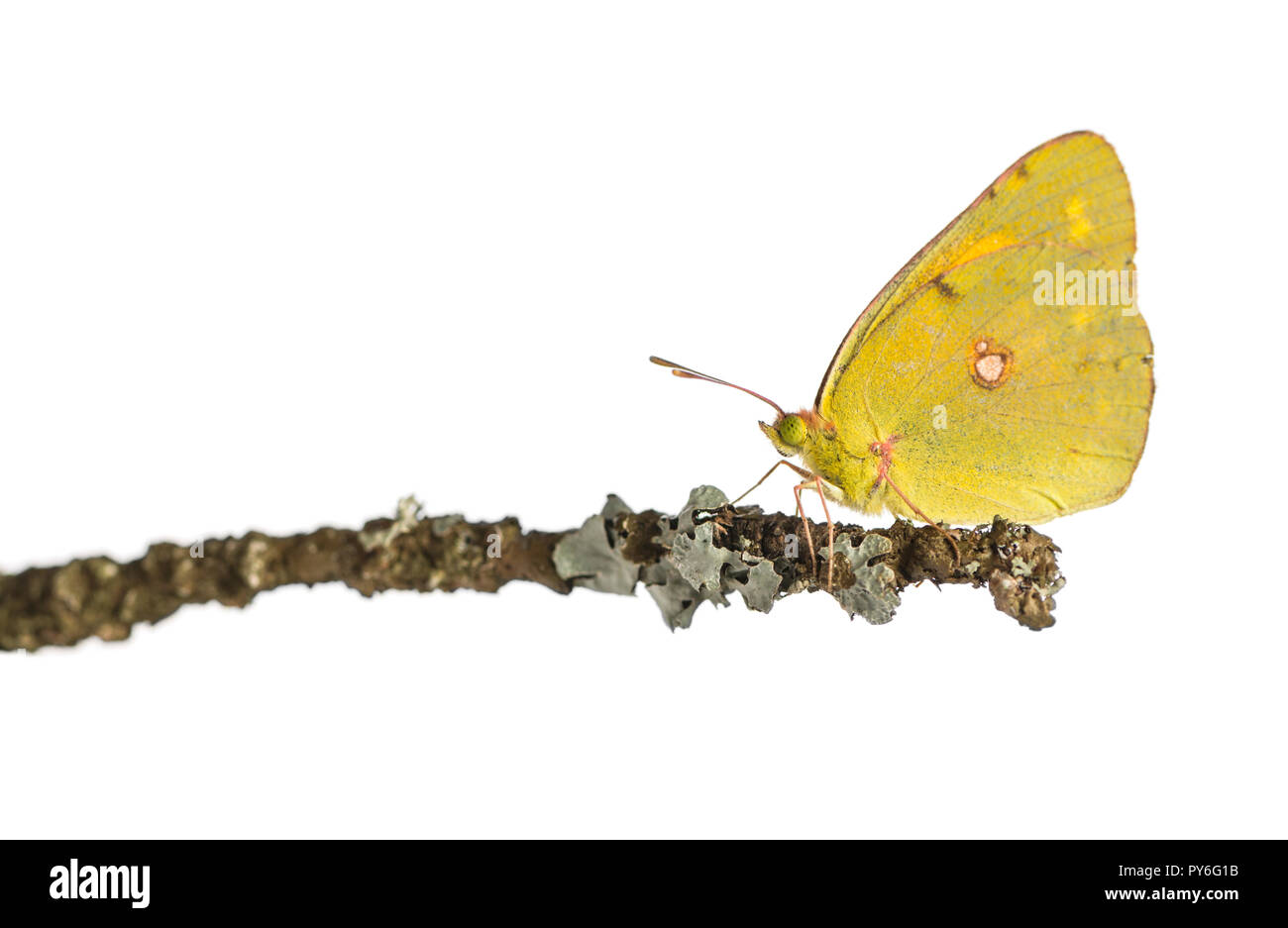 Vue latérale d'un soufre assombri sur une branche, Colias philodice, isolated on white Banque D'Images