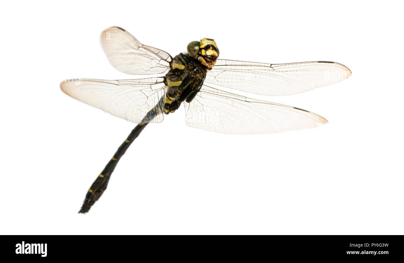 Flying Cordulegaster bidentata vu du dessous, isolated on white Banque D'Images