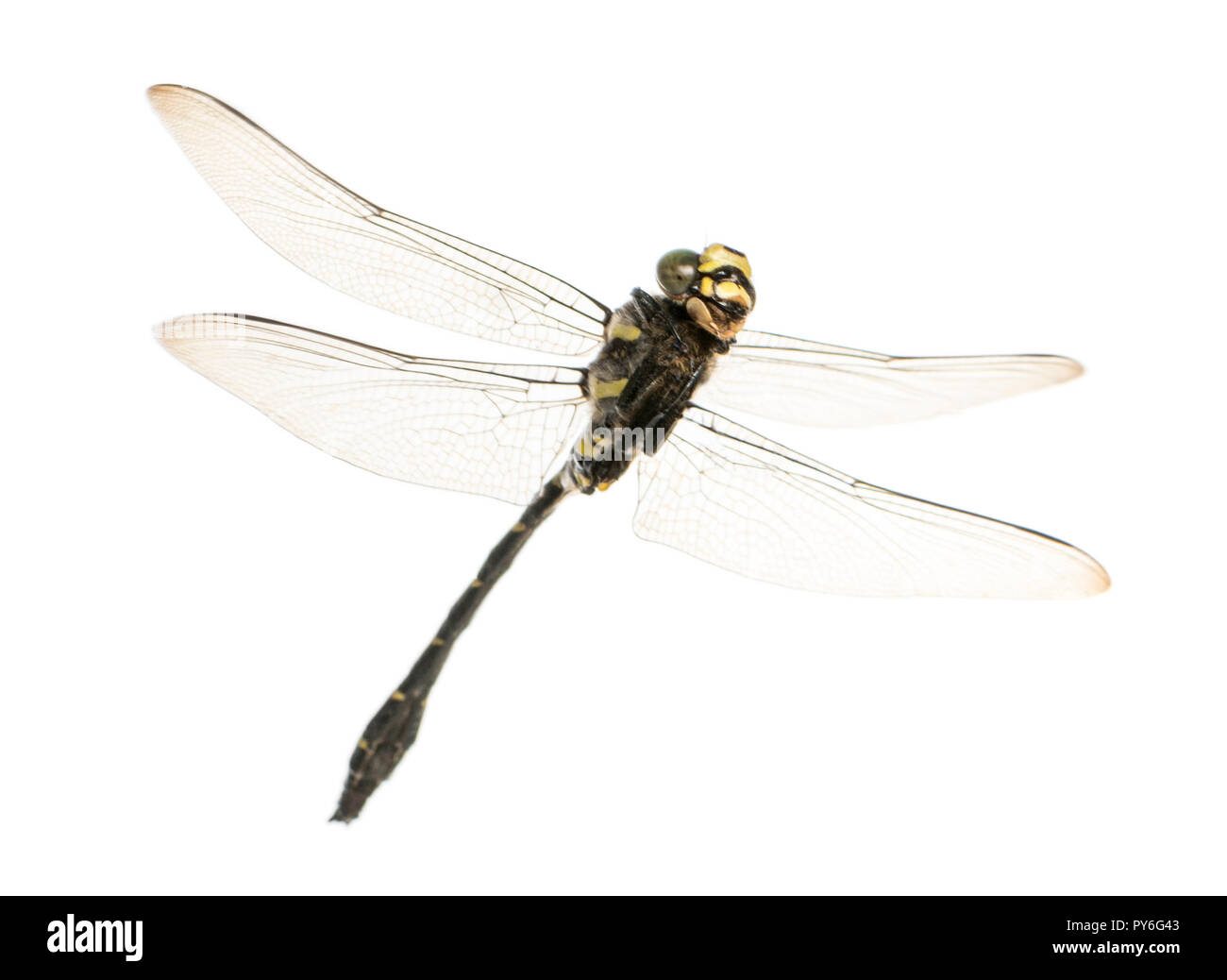Flying Cordulegaster bidentata vu du dessous, isolated on white Banque D'Images