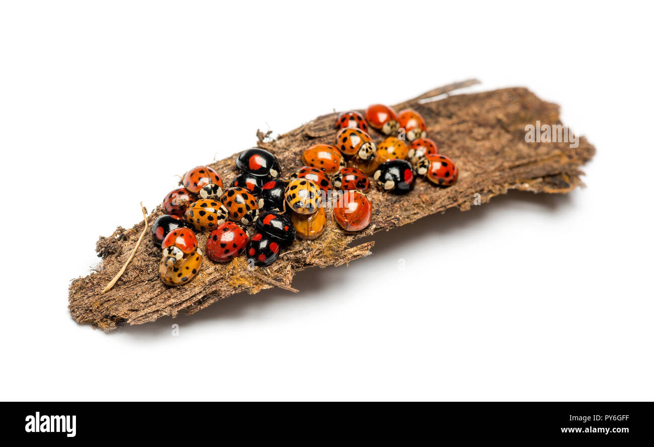 Nid de coccinelle Banque de photographies et d’images à haute