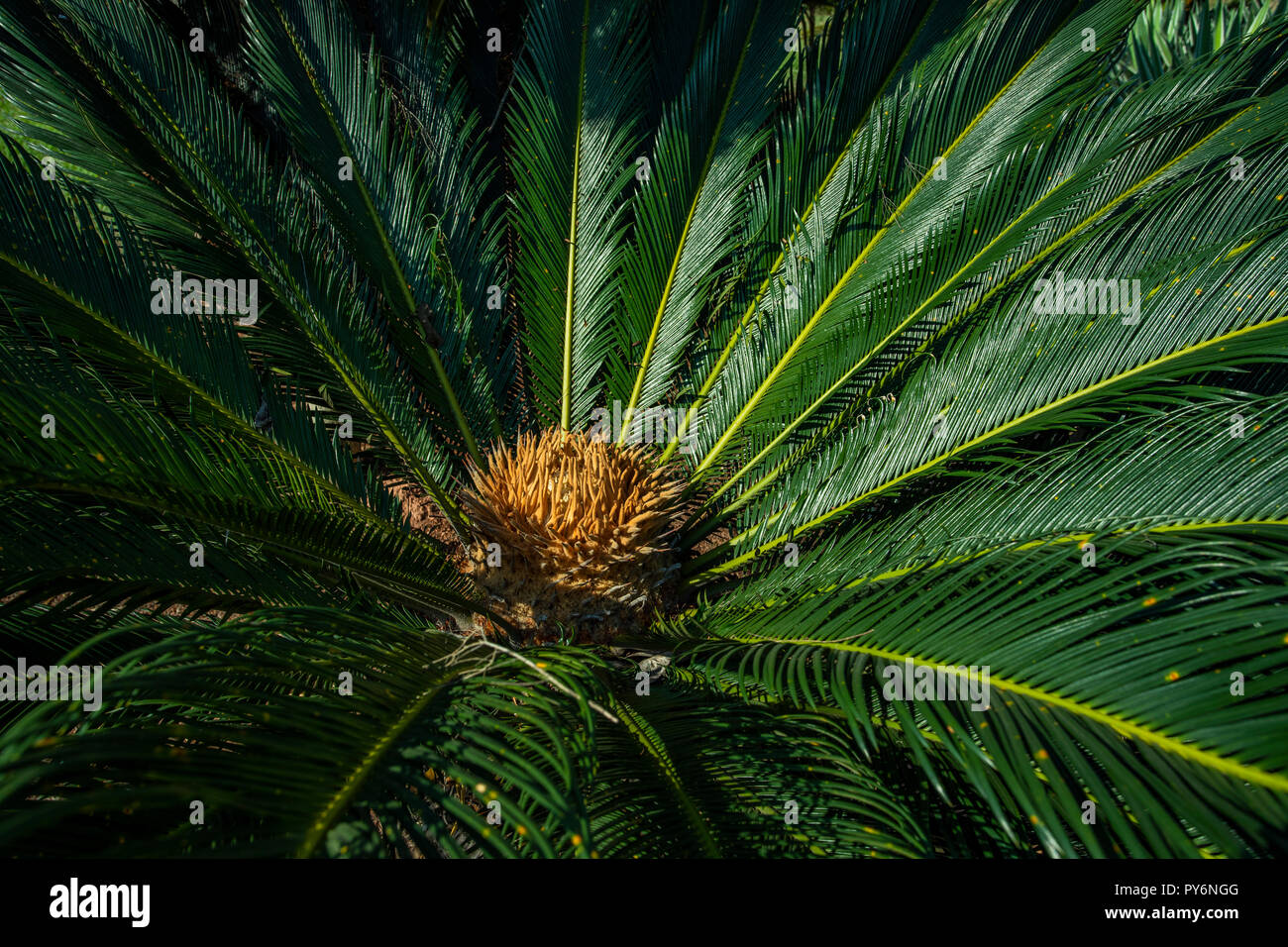 Nom scientifique de cycadales Cycas circinalis L. est famille Cycadaceae. Cycas close up avec lyzard sur le cœur de la palm, fleur, et des plantes Banque D'Images