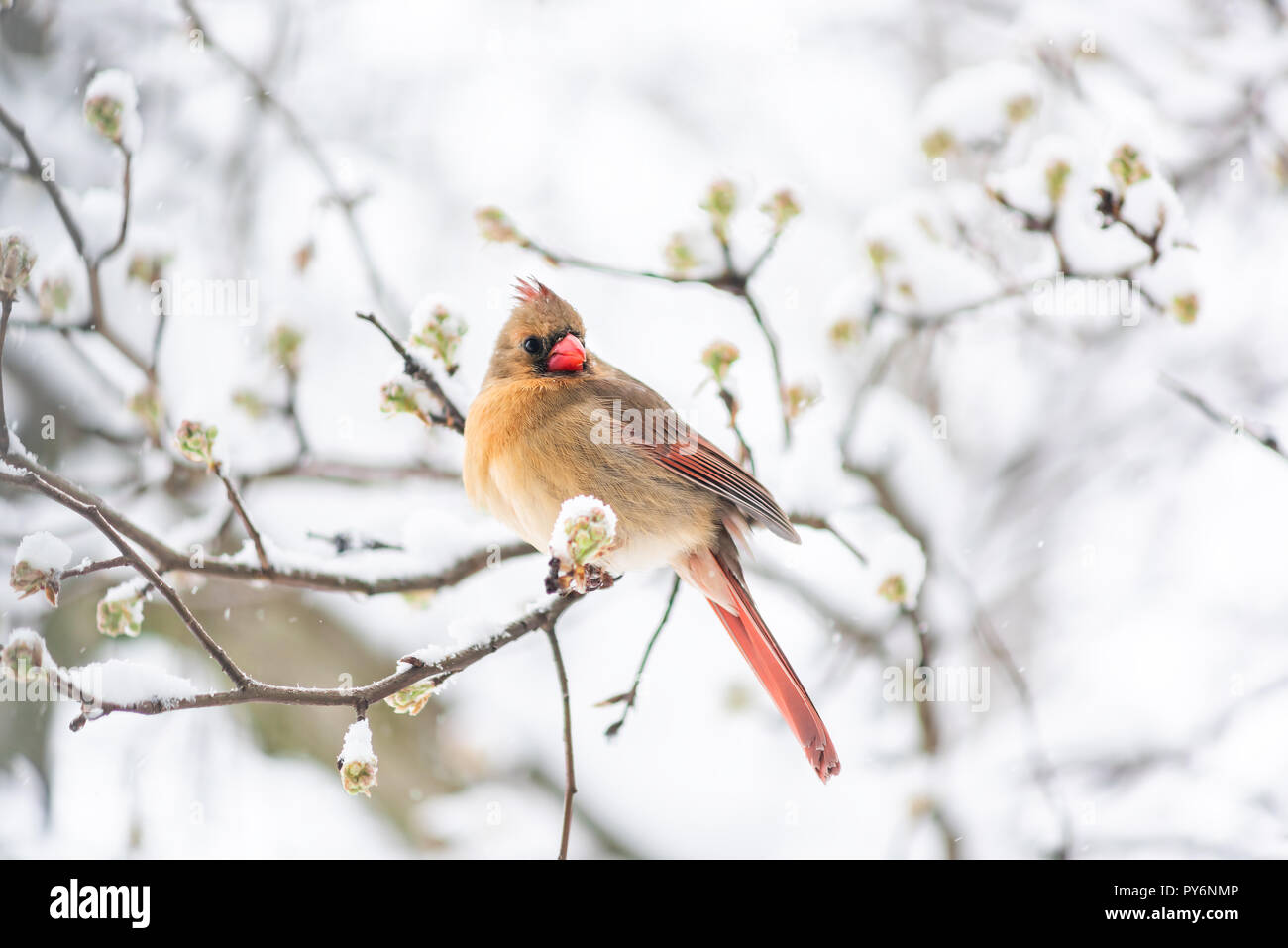 Enflés Dune Femme En Colère Rouge Cardinal Rouge