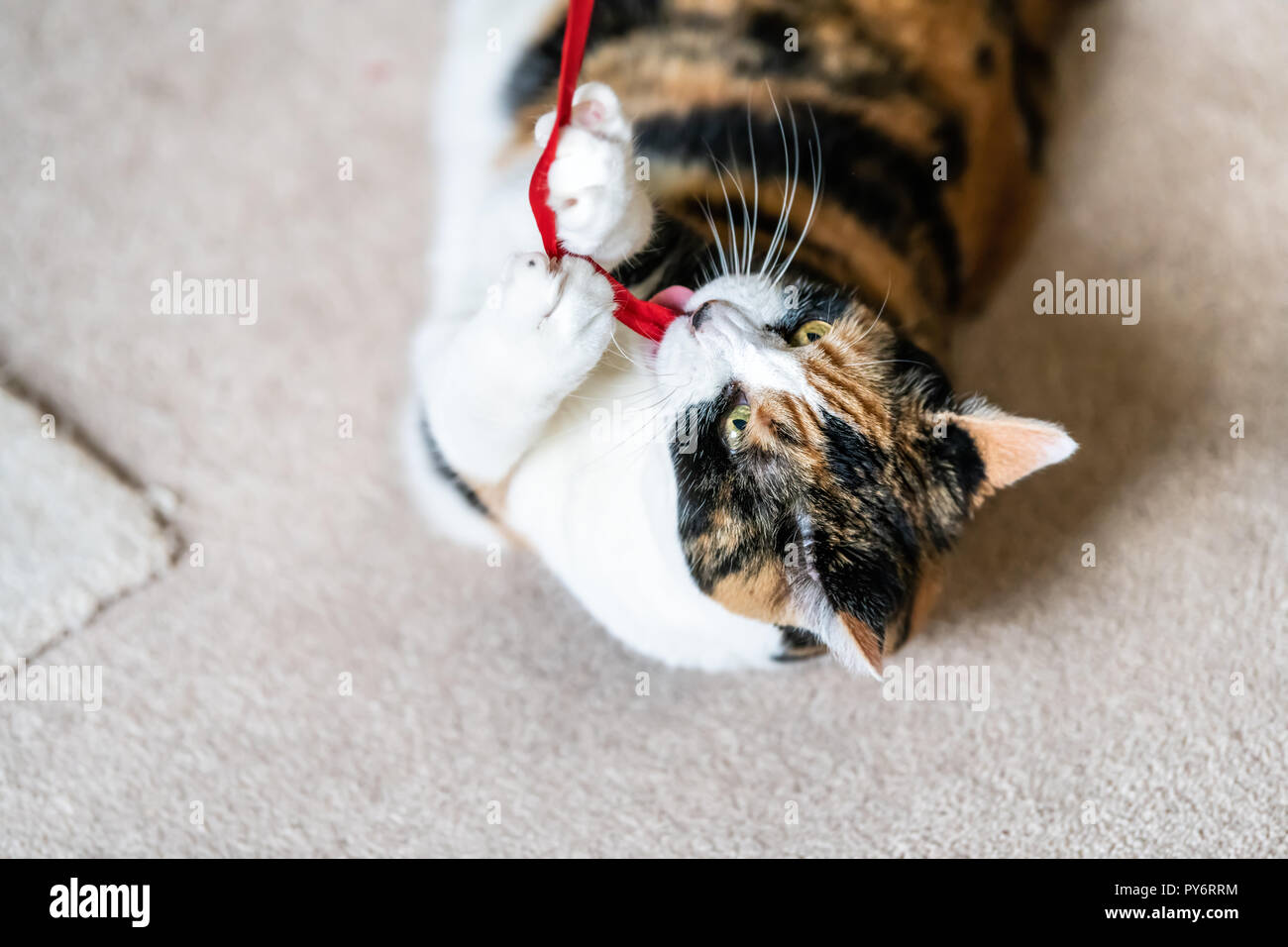 Gros plan du chat calico ludique, couché sur le côté, à jouer avec des jouets d'une bande rouge dans la salle de séjour, chambre, accueil sur la moquette, mordre, la capture, la détention en Banque D'Images