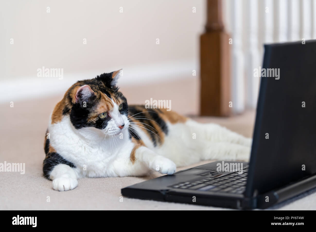 Gros Plan Du Chat Calico Curieux A La Recherche A L Ordinateur Portable Portable Ordinateur Ecran De Pc Droles Sur L Accueil Chambre Prix De La Moquette De Toucher La Souris Touchpad Photo Stock Gros Plan Du Chat Calico Curieux A La Recherche A L Ordinateur Portable Portable Ordinateur Ecran De Pc Droles Sur L Accueil Chambre Prix De La Moquette De Toucher La Souris Touchpad Photo Stock