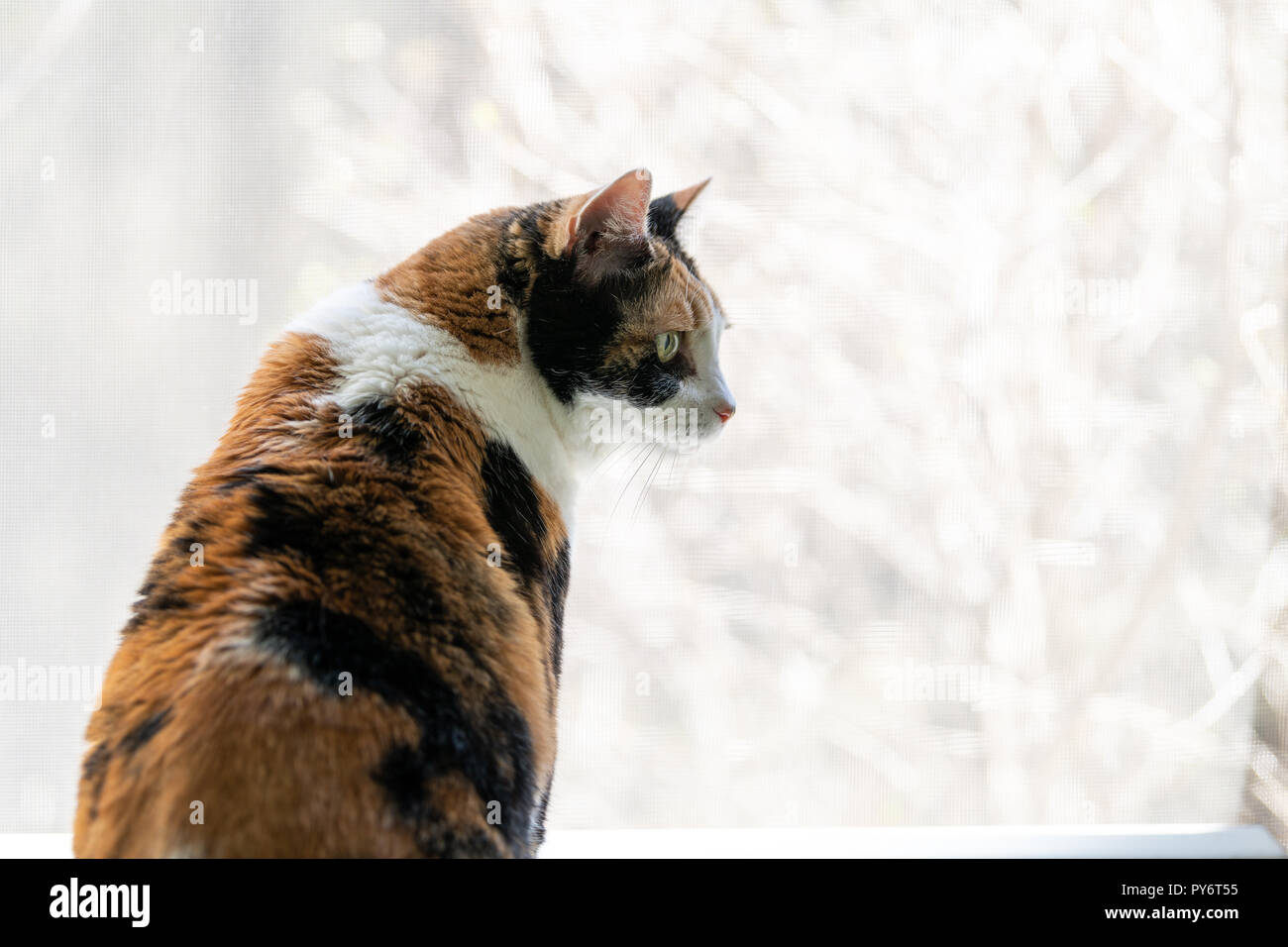 Gros plan du chat calico leaning on windowsill, appui de fenêtre, debout sur ses pattes de truc, à la regarder, jusqu'à l'extérieur à travers l'écran, regarder les oiseaux, bi Banque D'Images