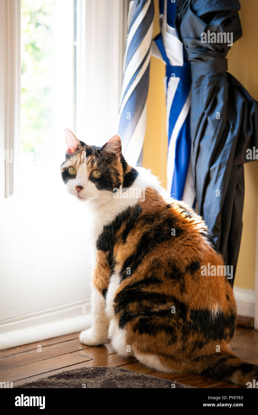 Un Chat Triste Est Derriere Une Porte En Verre Attendant Le Proprietaire Photo Stock Alamy Un Chat Triste Est Derriere Une Porte En Verre Attendant Le Proprietaire Photo Stock Alamy