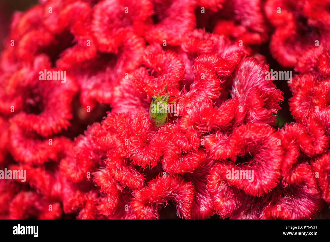 Un petit scarabée vert si l'alimentation avec le nectar d'une fleur rouge Banque D'Images