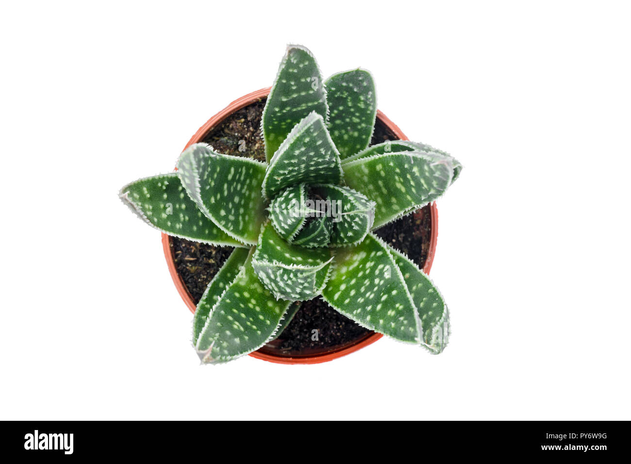 En pointillé Vert plante grasse dans un pot, isolé sur fond blanc. Banque D'Images