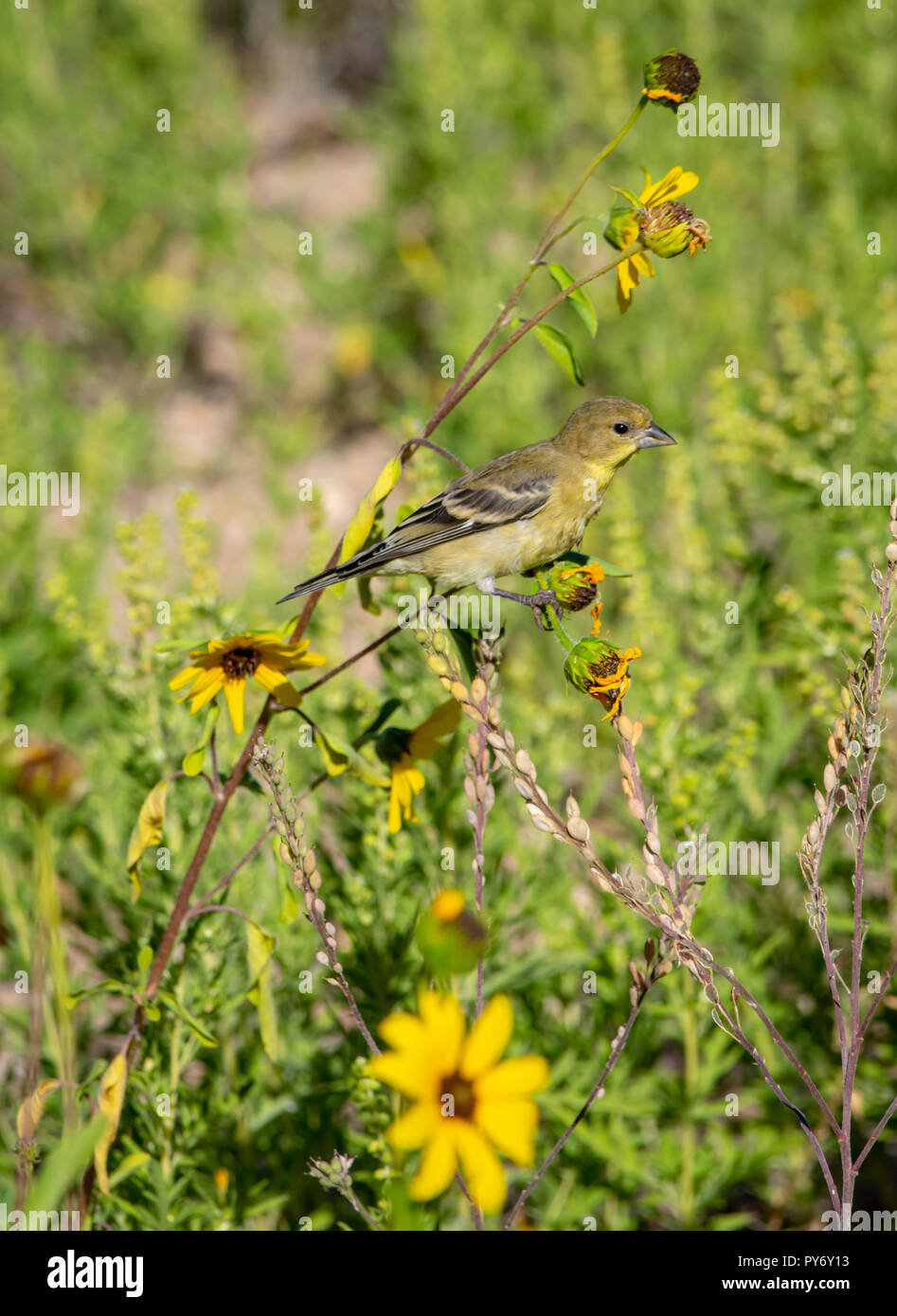 Spinus femelle Chardonneret mineur (psaltria) à la recherche de graines de tournesols, des prairies sur Castle Rock Colorado nous. Photo prise en août. Banque D'Images