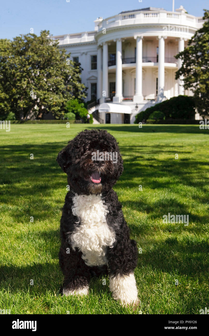 Le portrait officiel du chien de la famille Obama 'Bo', un chien d'eau portugais, sur la pelouse Sud de la Maison Blanche. (Photo Officiel de la Maison Blanche par Chuck Kennedy) Banque D'Images