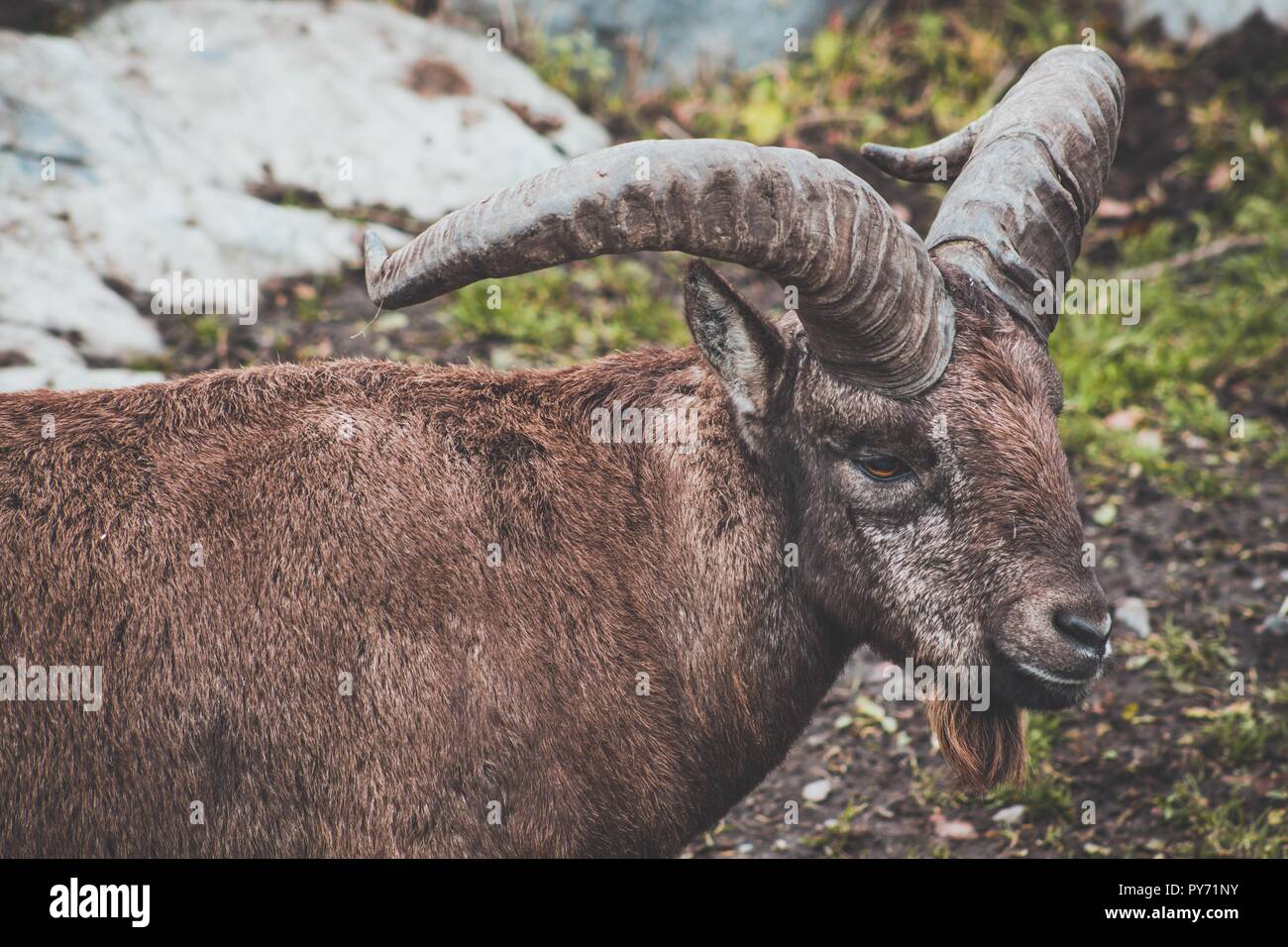 Un beau bélier à cornes torsadées se tient sur une surface rocheuse au milieu des rochers. Ces moutons vivent dans un endroit où il y a beaucoup de montagnes et de rochers. Banque D'Images