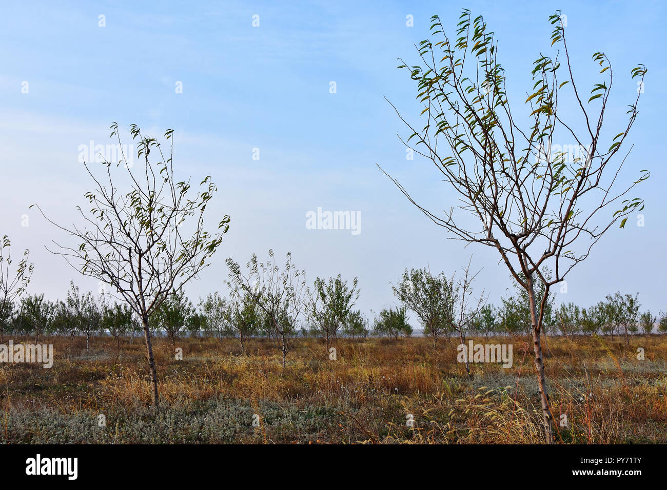 Les jeunes vergers d'amandiers en automne saison à Dobrogea, Roumanie Banque D'Images