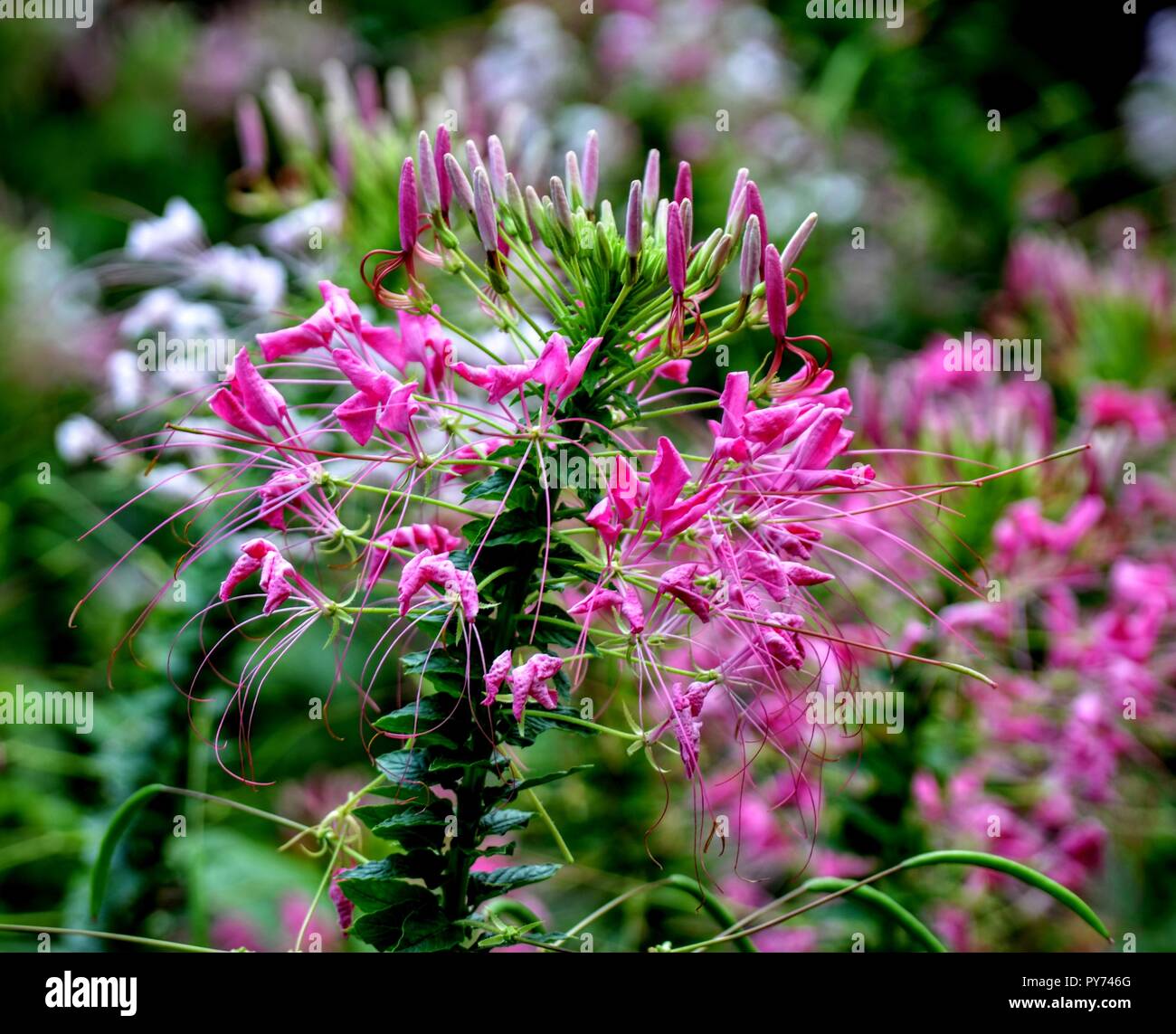 Un groupe de fleurs debout dans un jardin botanique Banque D'Images