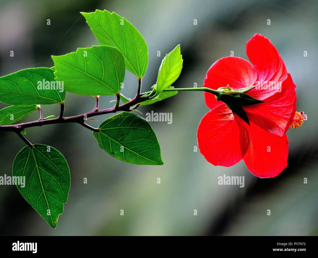 Une branche avec des feuilles et une fleur rouge Banque D'Images