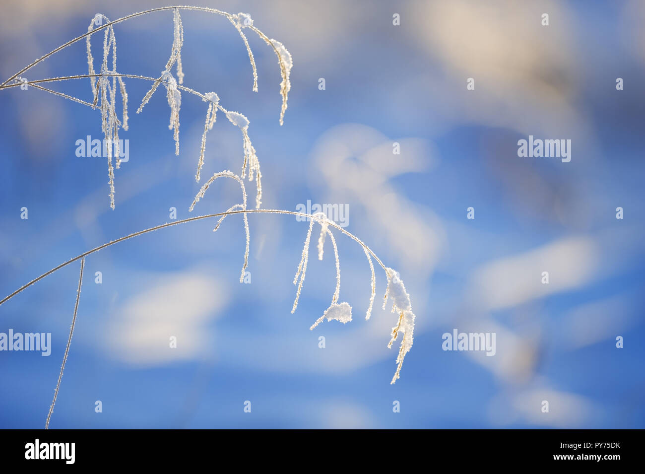 Cristaux de givre et de glace sur l'herbe. Focus sélectif et profondeur de champ. Banque D'Images