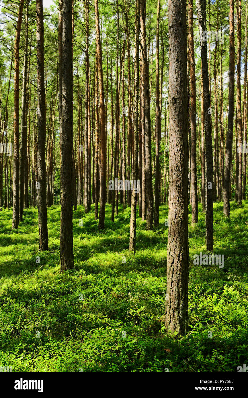 Forêt de pins de conifères à feuilles persistantes avec myrtille verte plantes sur le sol de la forêt. Avec pin le pin sylvestre Pinus sylvestris arbres en Poméranie, Pologne. Banque D'Images