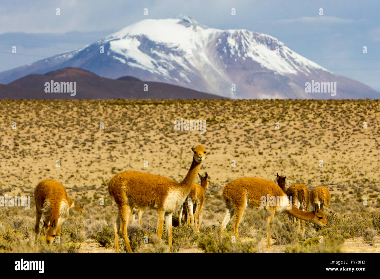 Vigogne, un des quatre membres de la famille de chameaux dans les Amériques vivant dans les hautes Andes du Parc National Lauca dans le nord du Chili Banque D'Images