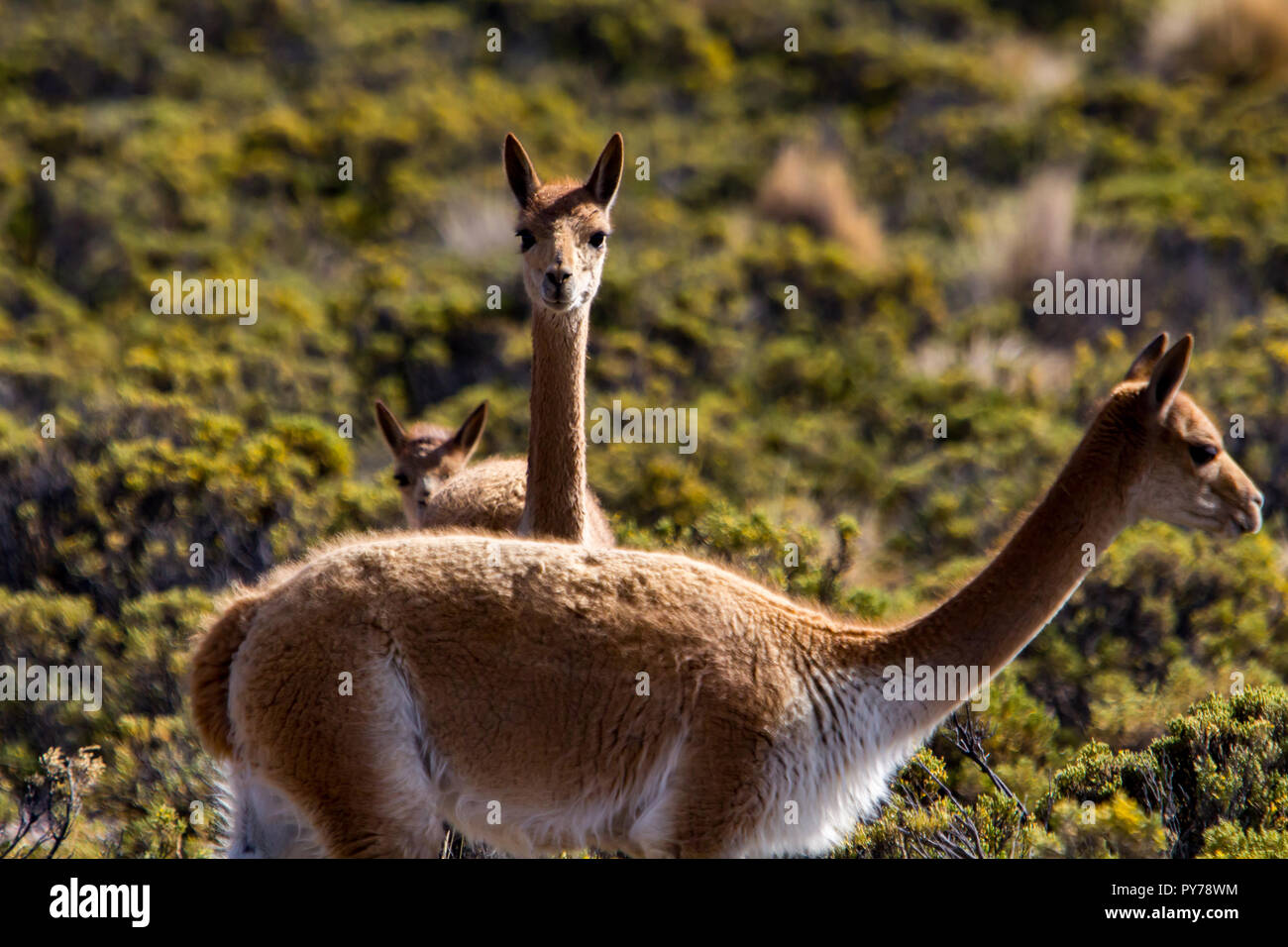 Vigogne, un des quatre membres de la famille de chameaux dans les Amériques vivant dans les hautes Andes du Parc National Lauca dans le nord du Chili Banque D'Images