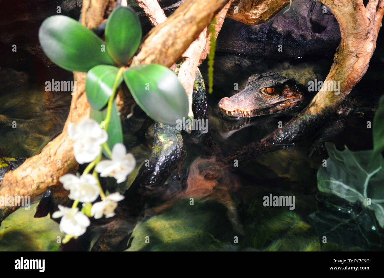 Chef d'un alligator se cache dans l'eau sous les branches avec des fleurs d'Orchidées Banque D'Images