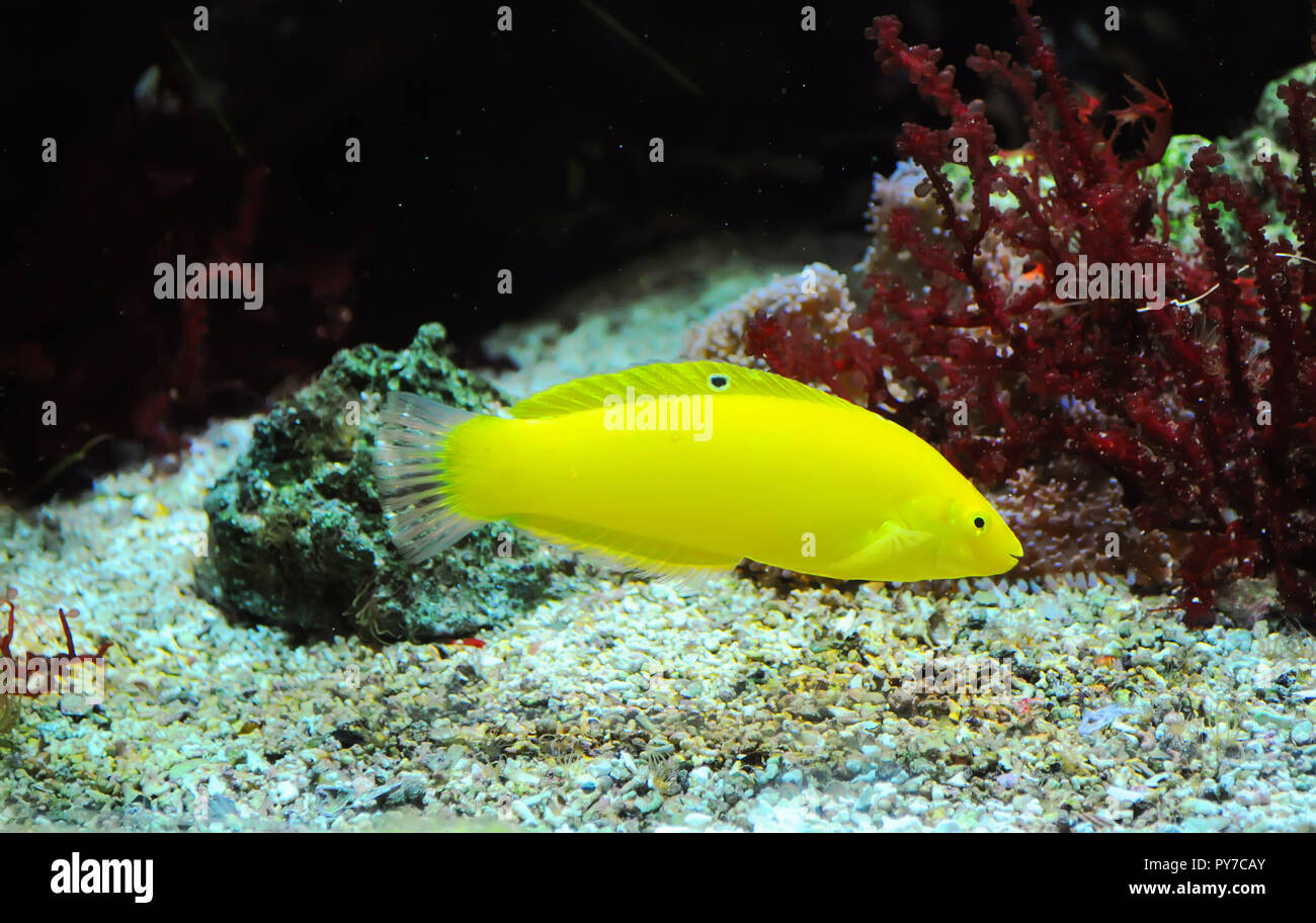 Un poisson jaune flottant sur le fond de l'aquarium avec une bouche ouverte, comme si souriant. Il est entouré de coraux et de pierres rouges Banque D'Images