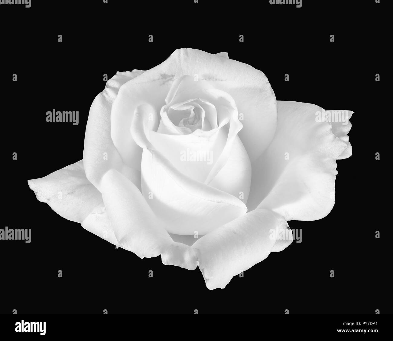 Fine Art Nature Morte Noir Et Blanc Fleur Monochrome Photo