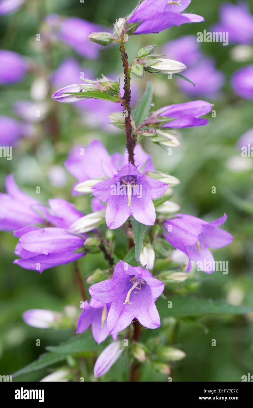 Campanula trachelium fleur. La campanule à feuilles d'ortie. Banque D'Images