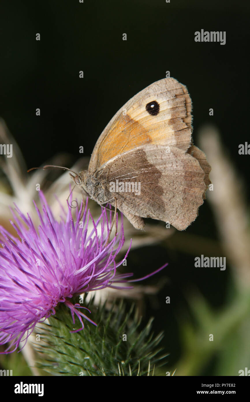 Papillon Small Heath Banque D'Images