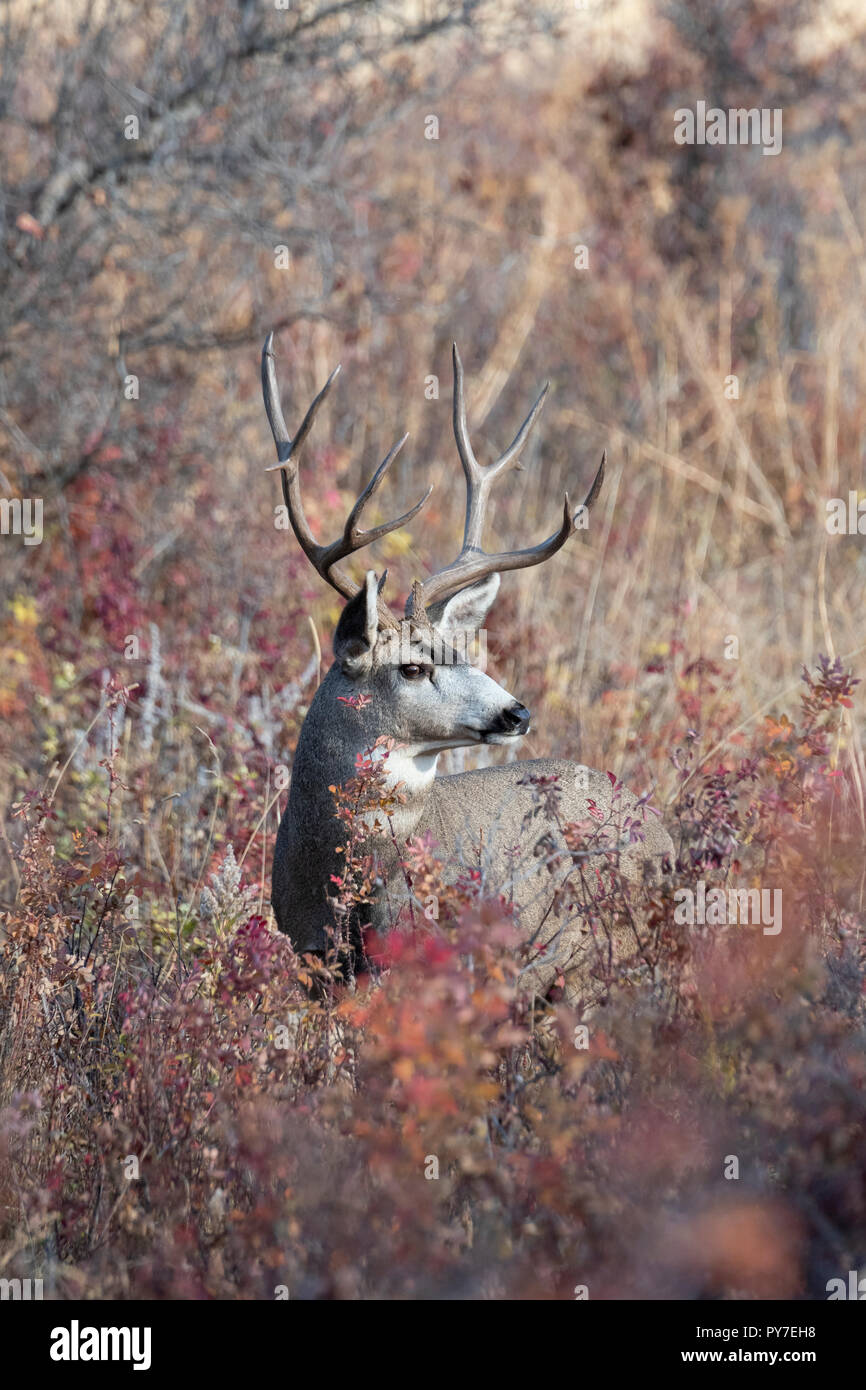 Buck le Cerf mulet (Odocoileus hemionus), en Amérique du Nord Banque D'Images