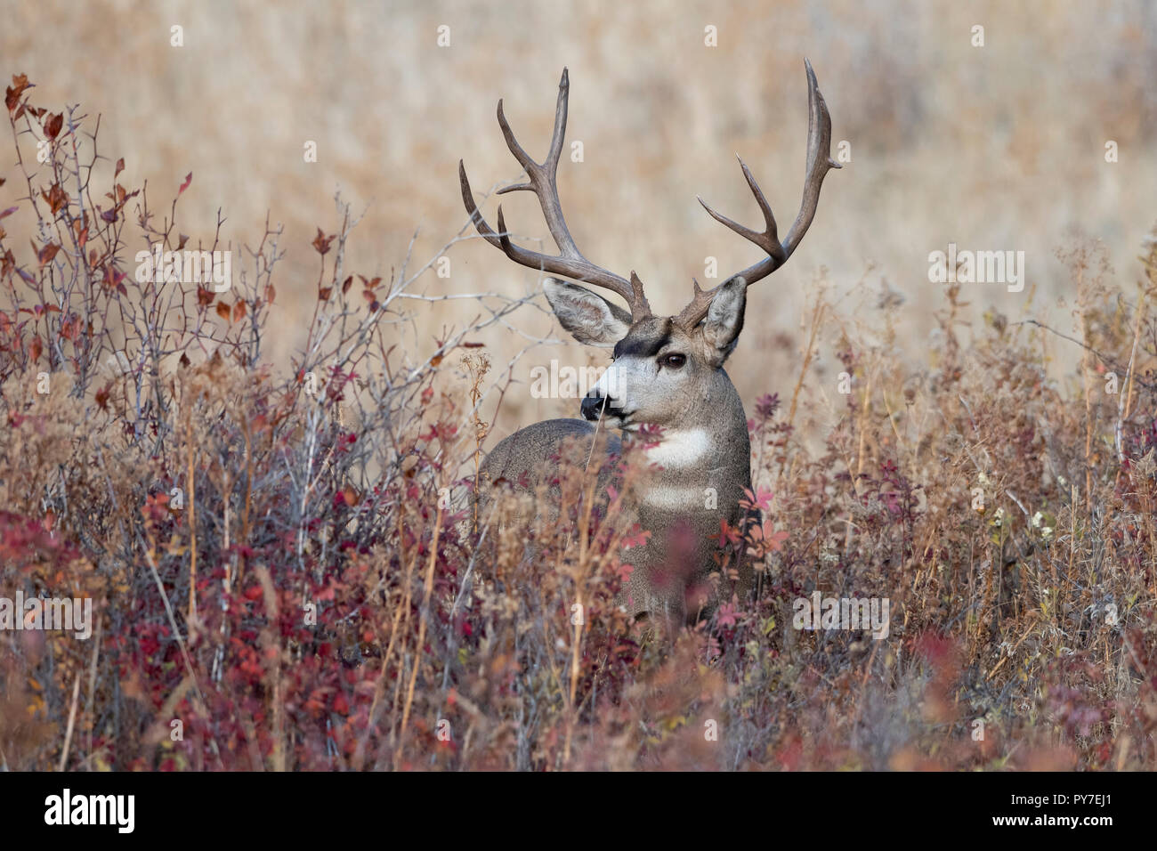 Buck le Cerf mulet (Odocoileus hemionus), en Amérique du Nord Banque D'Images
