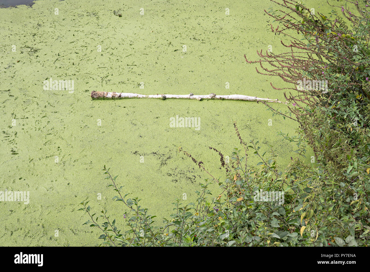 L'eau stagnante avec des algues. L'eau polluée du fleuve. La pollution de l'eau concept Banque D'Images