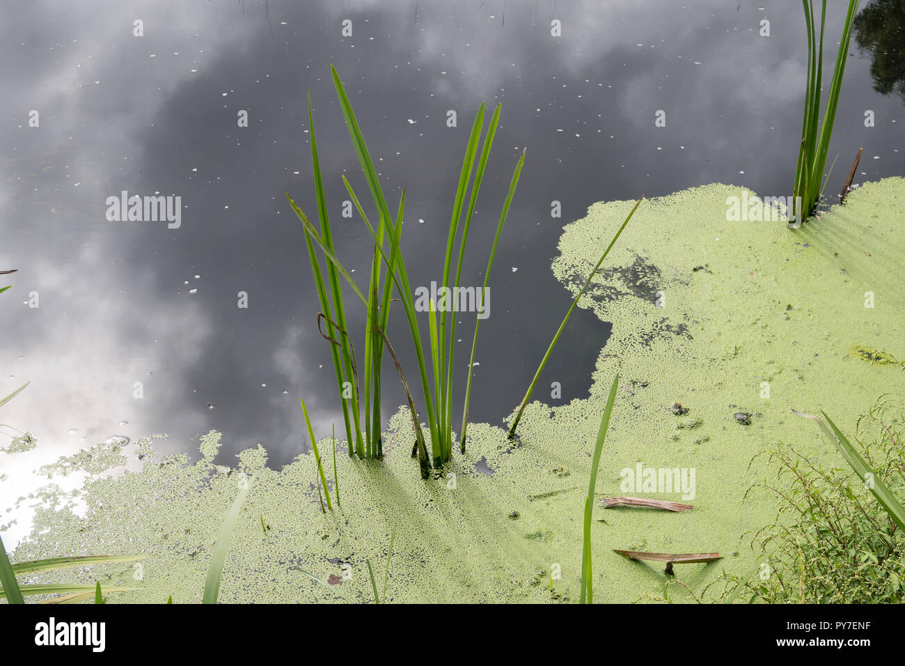 L'eau stagnante avec des algues. L'eau polluée du fleuve. La pollution de l'eau concept Banque D'Images