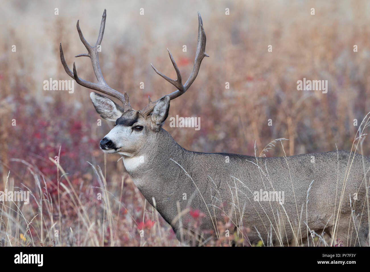 Buck le Cerf mulet (Odocoileus hemionus), en Amérique du Nord Banque D'Images